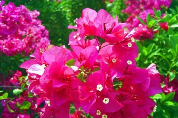 4种花:花朵大、颜色艳,一养就上瘾,抓紧养一盆!