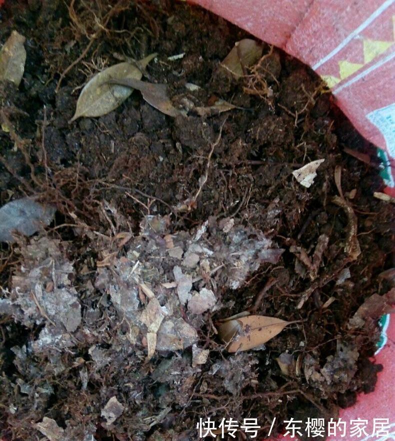 腐叶土|养兰先养根用这免费料养出粗壮大白根,兰花开花多又香
