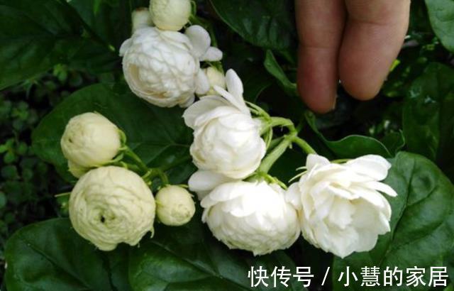 茉莉养殖注意事项,于北方盆栽,更值得多加小心