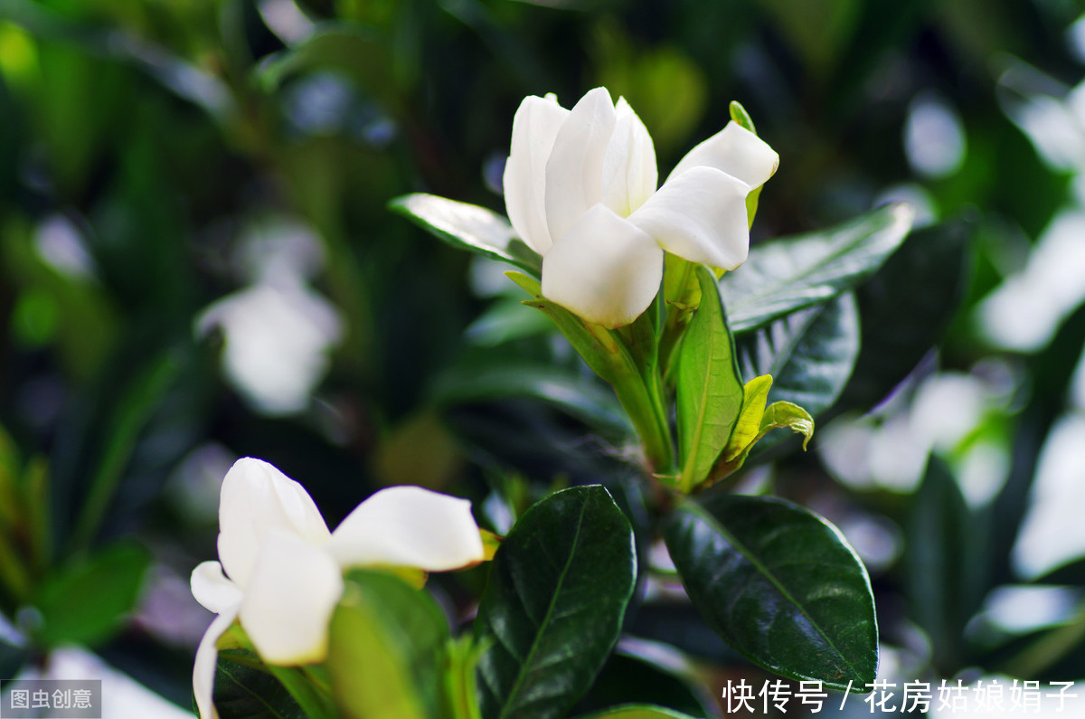 修剪|茉莉花、栀子花开了一茬又一茬,原因这么简单,一步就能做到