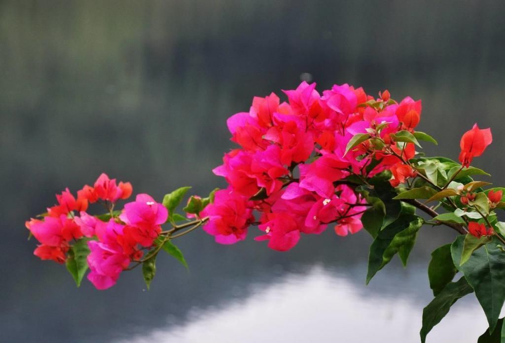 初冬扦插的三角梅,做好这两点,平稳度过一冬天