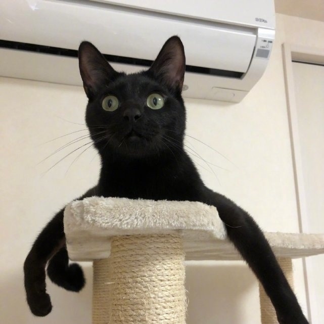 黑猫手办好似八爪鱼,网友建议将图5进一步手办化