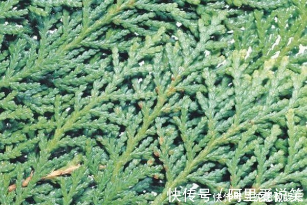 洗头|有白头发别着急染，常见的树叶煮水洗头，使头发更加乌黑亮丽