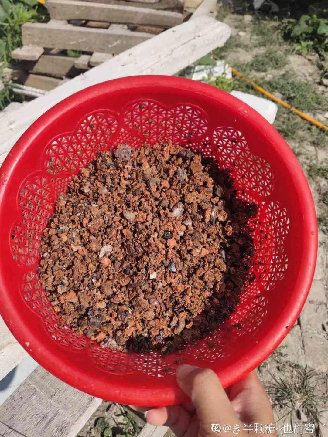 盆土硬成大疙瘩,浇点松土剂,立马软得像发糕!