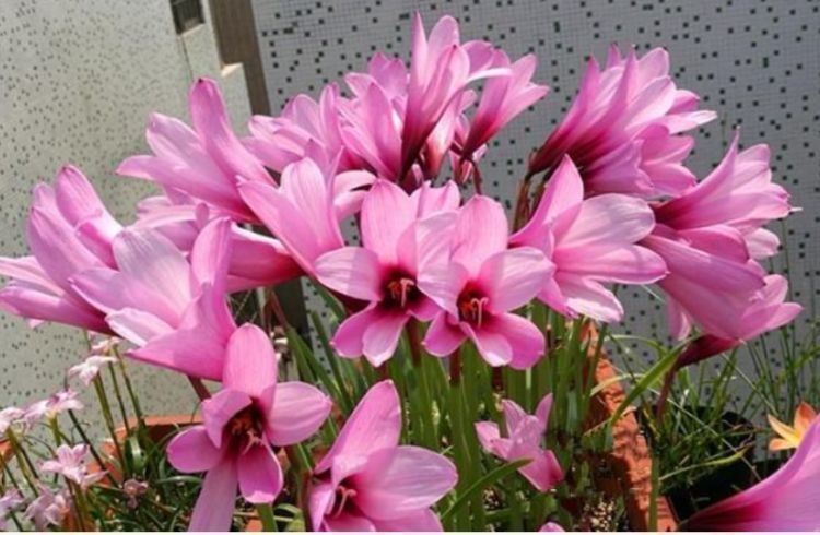 风雨兰风雨兰|养花就养3种花,花色娇艳很耐看,四季开花迷你眼,谁养谁上瘾