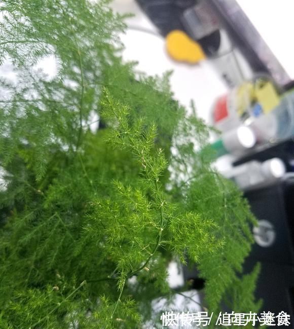 养盆最高雅的文竹,放在卧室里,每天喷点水,四季不黄叶