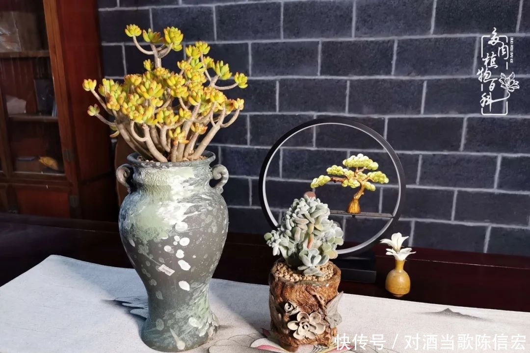 多肉桃花源:别人笑我太疯癫,我笑他人看不穿!