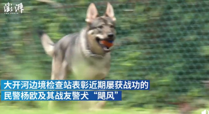 立功缉毒犬|实至名归！立功缉毒犬被授予花环加鸡腿