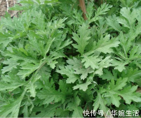 湿气|艾叶加一物，湿气没了，腰不酸，腿不痛，男女可以试试，早知早好