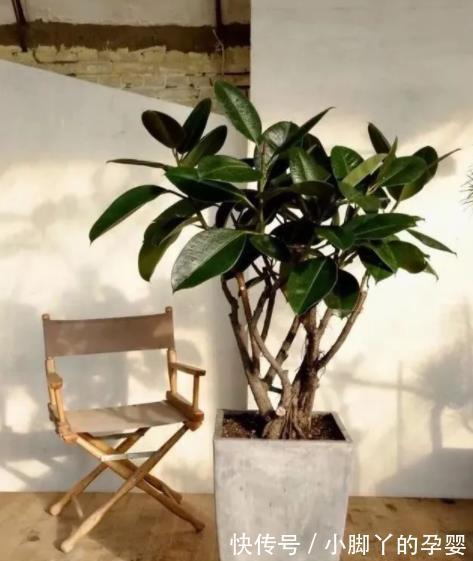 5款“长寿花”,摆在客厅上档次,越养价值越珍贵,值得拥有