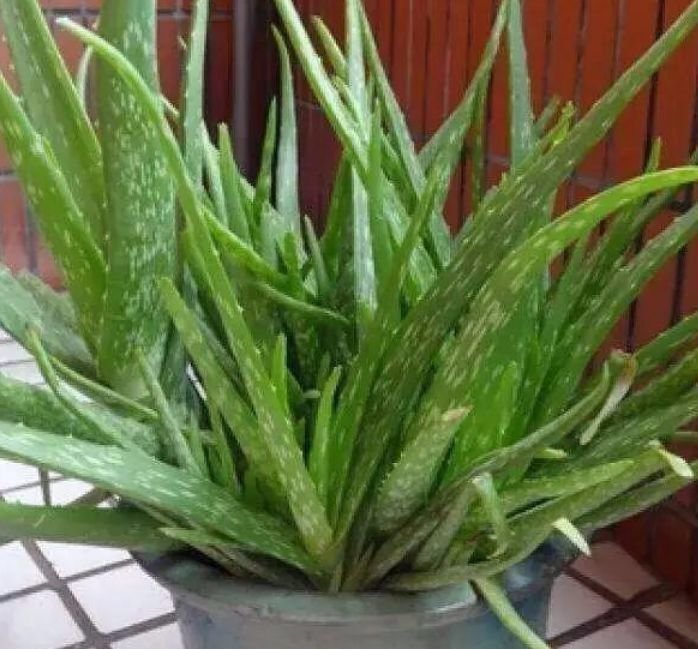 4种花很漂亮，好养易活能爆盆，花色艳丽，花开枝繁叶茂