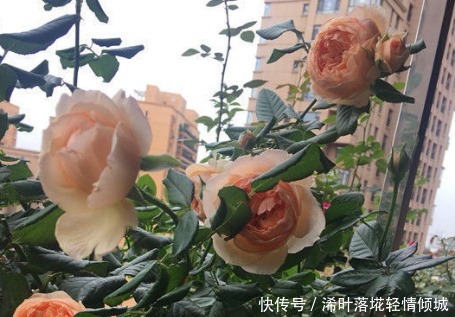 新手|新手养花,不如养盆花中精品“紫玉玫瑰”,花开妖娆,赏心悦目