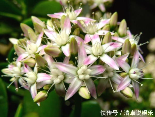 玉树年限到了不开花以下3个方面多注意,玉树花开爆盆又长久