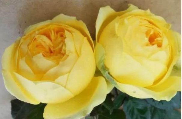 喜欢菊花,不如养盆“精品玫瑰”格拉汉托马斯,雍容华丽高雅丰满