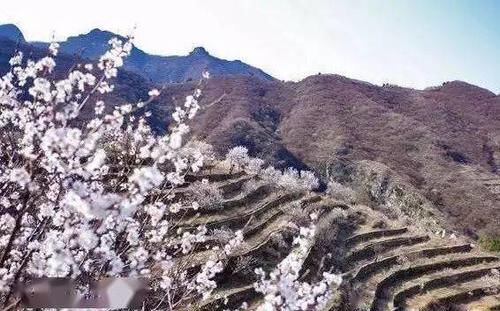 北京周边隐藏着一个“小西藏”，花开似海！这样的美景还真的不多！