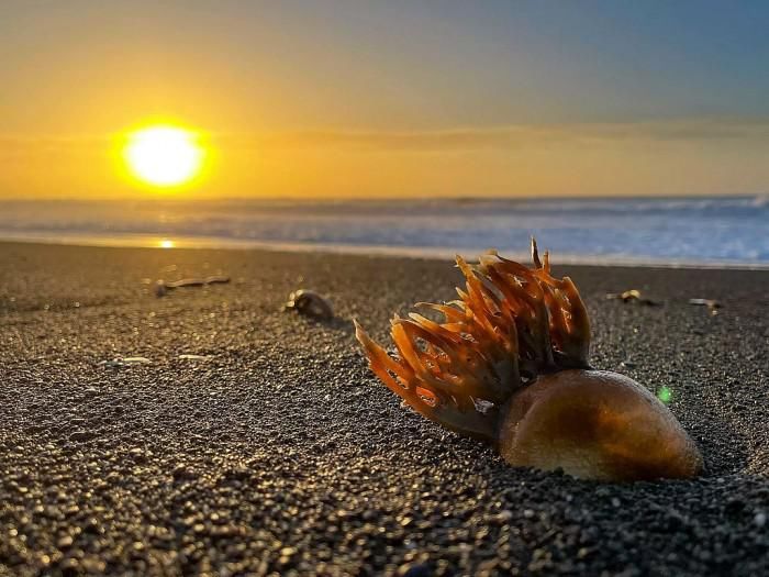 探访|带着iPhone 12 Pro Max探访迷失海岸：记录沿海荒原之美