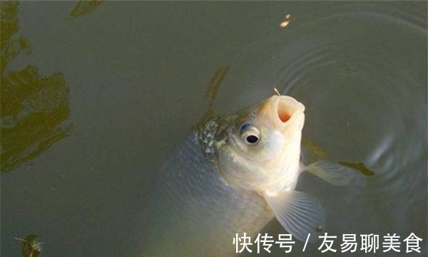 冬季钓鱼,看到这种“现象”,千万别错过,随便钓也能上大板鲫!