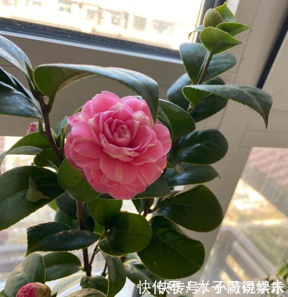 山茶花|茶花买回家,花苞掉一地,真心疼,这1步做错了,直接不开花