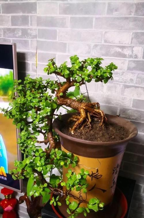 养金枝玉叶，了解掌握几个要点，枝干粗壮，长成老桩盆景！