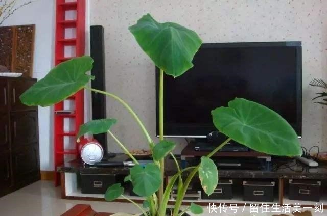 5种吃剩的菜根别丢，种出漂亮的小盆栽，不花一分钱，比花还漂亮！