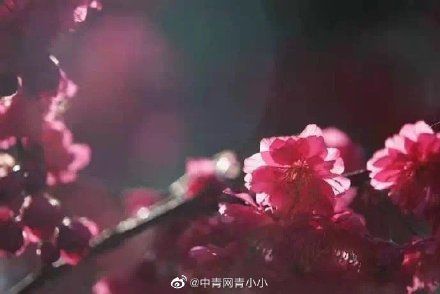 提前入春，武大樱花开了！