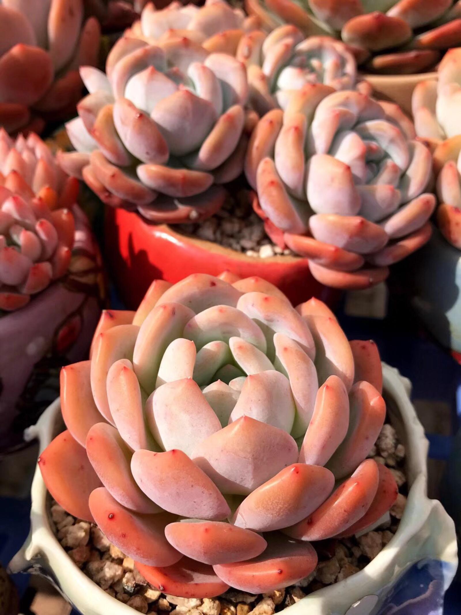 橙梦露|2021“很火”的多肉品种,神仙颜值、好养皮实,养过的都说好