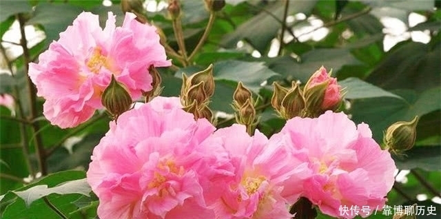 霜花|秋天的明丽:从晴雯封神来谈拒霜花开木芙蓉