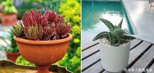 这5种植物,冬天一定要“断水”,一浇一个死,管住手