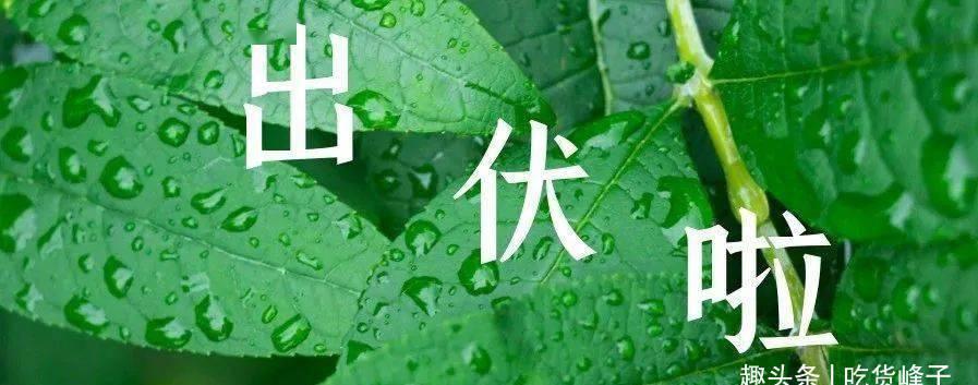 大枣|出伏啦!老妈叮嘱我:再节约也要多吃4果,喝3汤,谨防秋老虎伤人