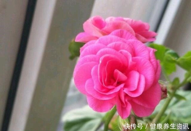 开花漂亮,花期长又勤花,连叶子都带香味,这种花值得养!