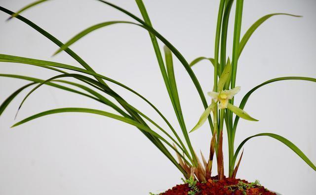 业余|养兰花需要知识,经验,实践,试着享受这个过程,养出好兰花