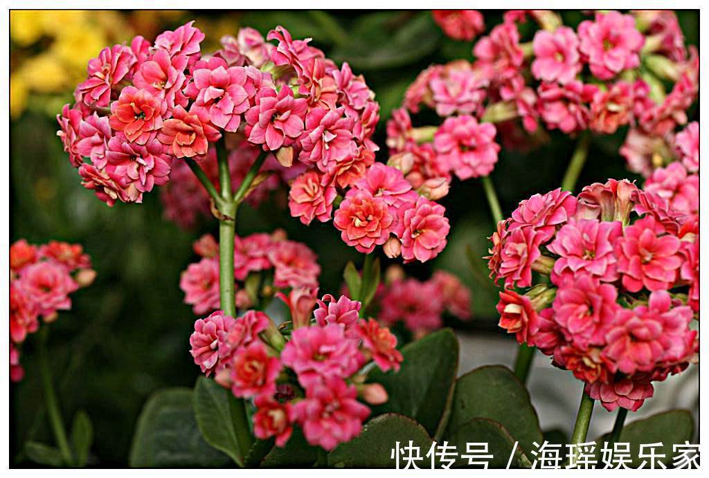 芦荟|家里养花,3种花别乱“送人”!尤其是第1种,“招财”又养人