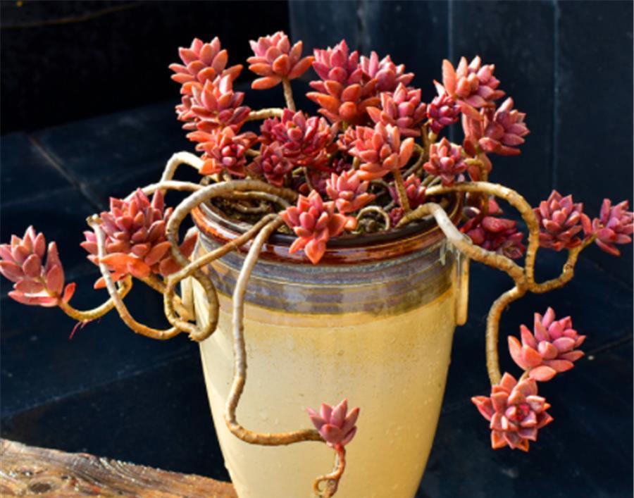 爆盆|喜欢爆盆的肉友,不妨选择这3款多肉,颜色绚丽长得快