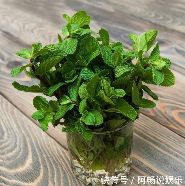 阳台种了3种菜，一茬一茬很新鲜，夏天正好长得旺，吃得过瘾