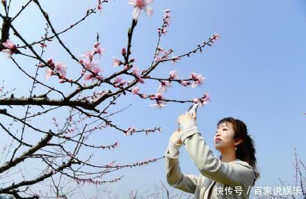 灼灼桃花开满园 枝头春意引客来