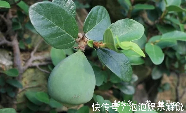 这东西,人称“鬼馒头”,维生素含量极高,野外遇见,切勿错过!