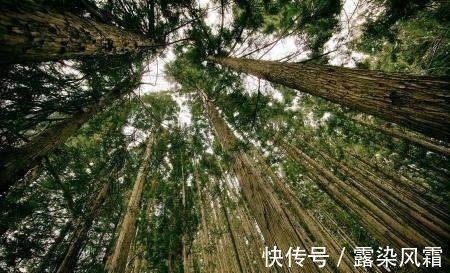 雄浑#北宋诗人王令一首《大松》,松树形象大气磅礴,青春之志令人赞扬