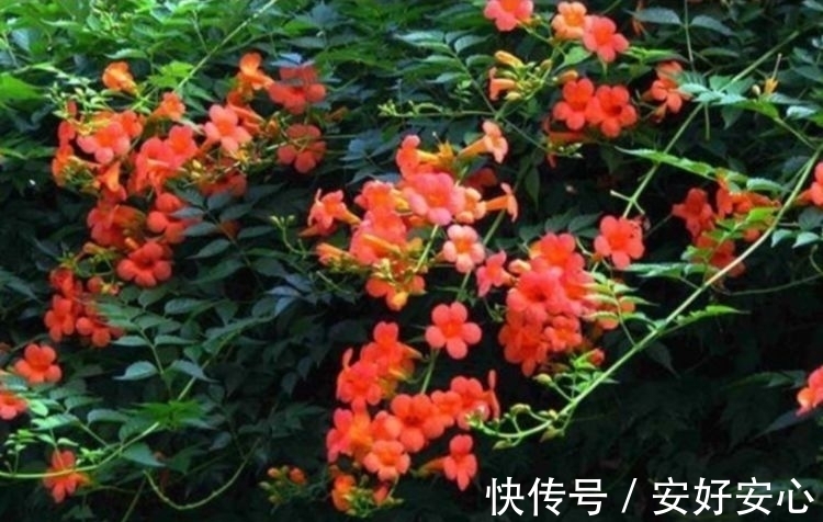 4种花养家里,人养花,花也养人,空气清香去异味,花开枝繁叶茂