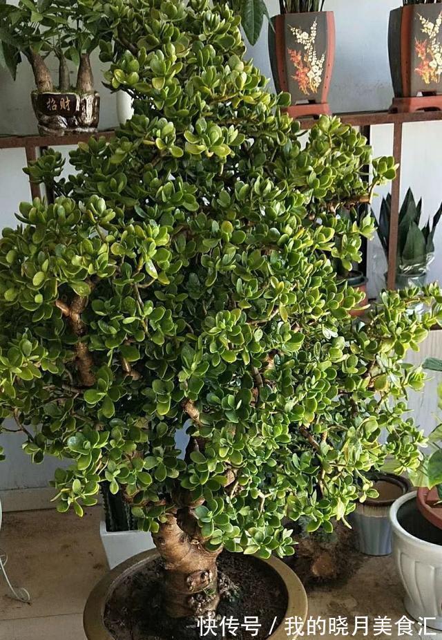 1种盆栽的“传家宝”,养得越久越值钱,个个成老桩