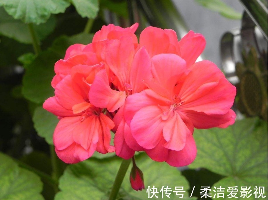 养花就养此3种,四季开花味道香,养护简单不费心,谁养谁喜欢