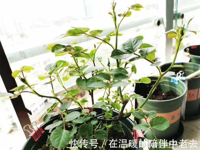 养花技巧公认难养的3种花,高手用经验告诉你,怎样快速开花