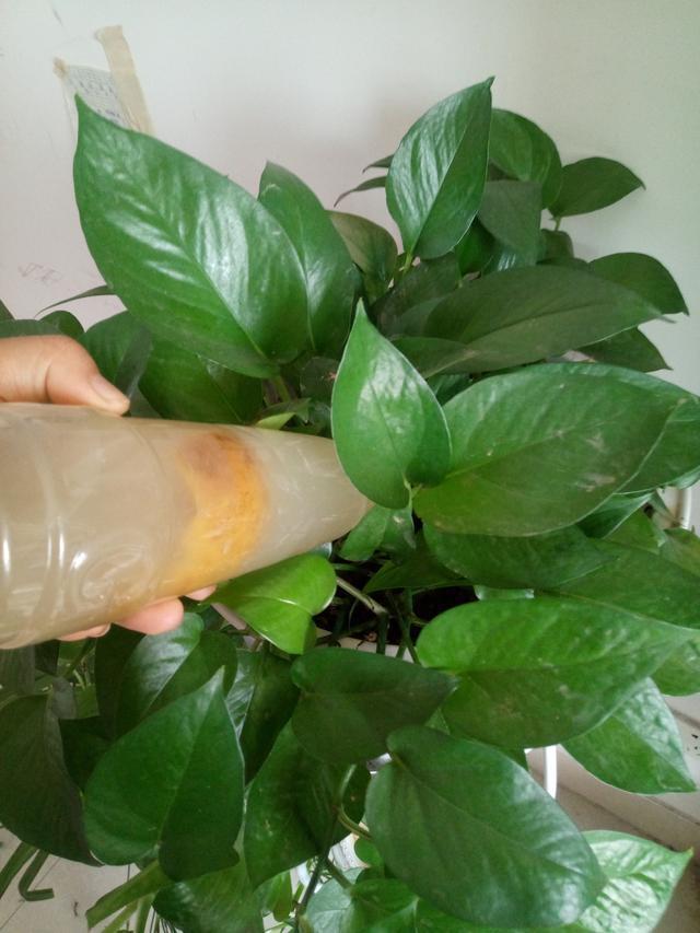 骨粉|家里2种“废料”磨成粉,就是养花宝贝,倒在花盆里,养啥旺啥