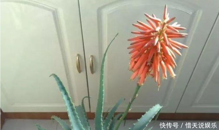 4种花，堪称“花草之王”，特别耐旱，1个月不浇水，开出漂亮花朵