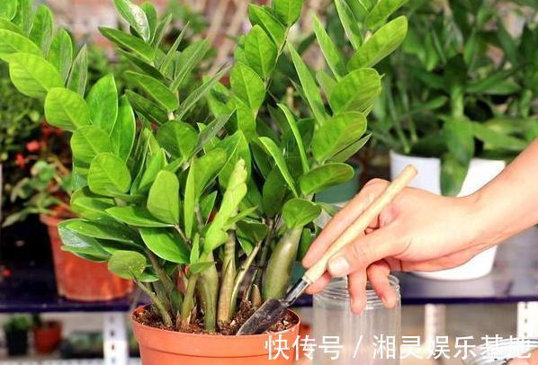 叶片|喜欢养花,可惜工作忙、没时间不怕,盆栽这些植物不用费心