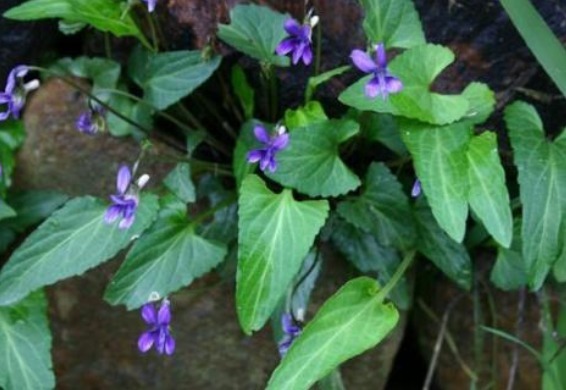 野草|农村一种花开似蝴蝶的野草,清热解毒功效高,若是遇到要珍惜