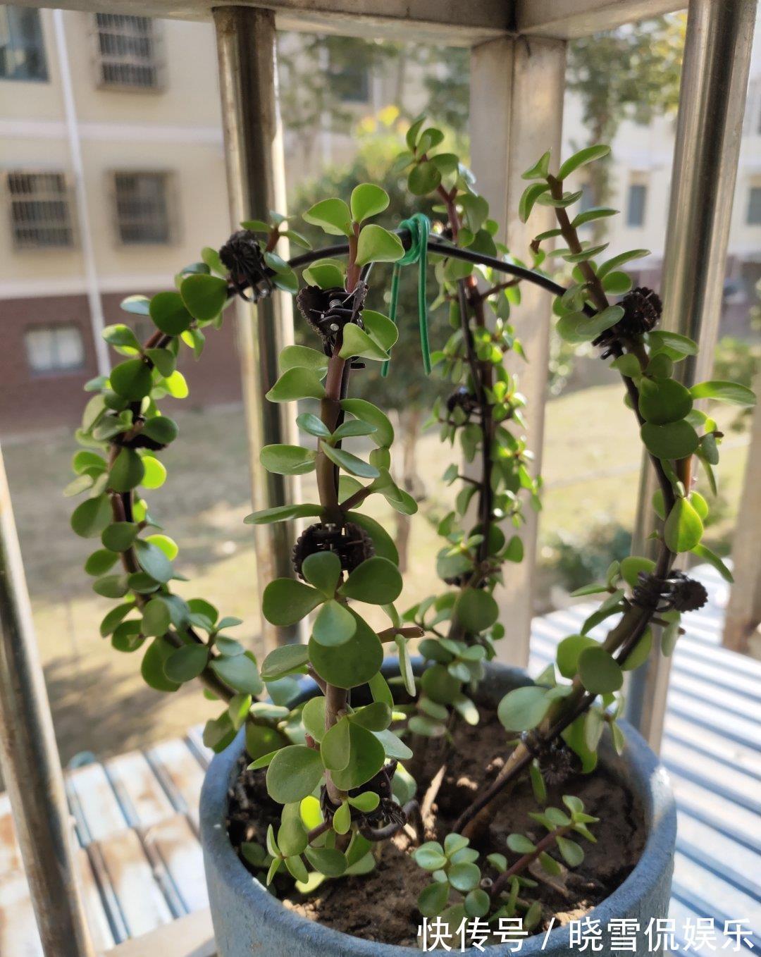 修剪|八月养金枝玉叶,激活“三开关”,窜出八爪根,次年长成苍劲老桩