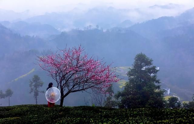 2021黄山春天之旅