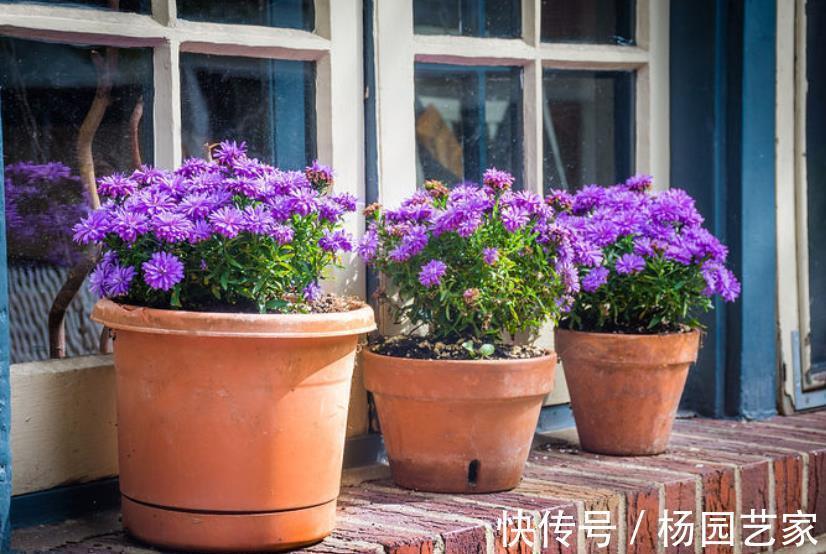 花花长|居家养花,5个错误大家常犯,难怪花花长不好,养一盆死一盆