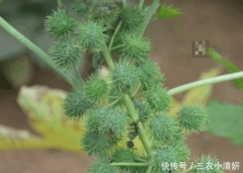 老年|农村这种野果浑身是刺, 农村娃见到就害怕, 可却不知道价值珍贵