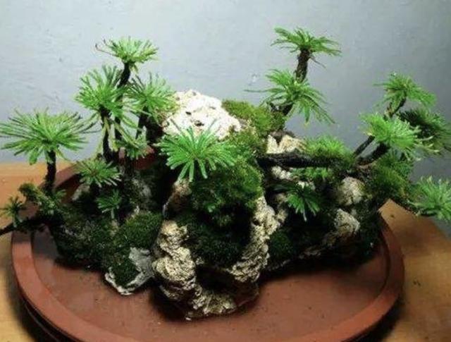 1种野草“很特别”,长在“石缝里”,挖回家种,2年后有价值!